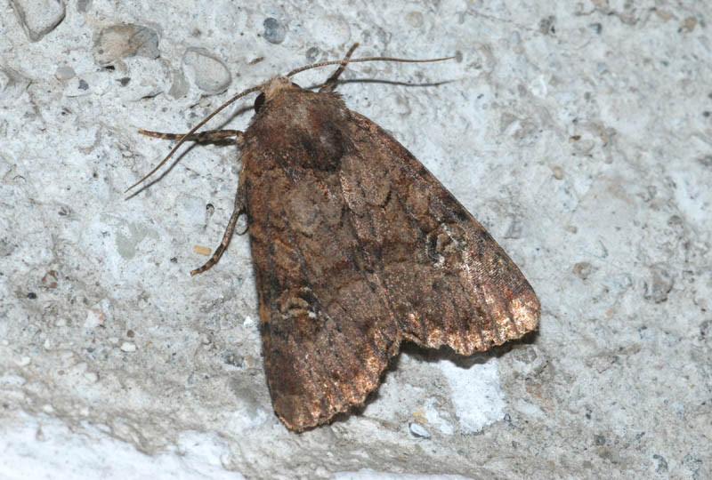 Noctuidae da det. - Mesapamea sp.